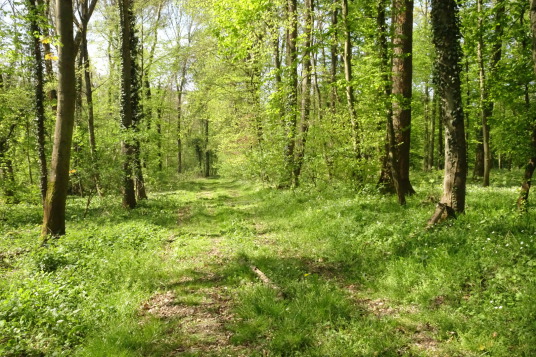 Der Wald-Weg ist das Ziel!